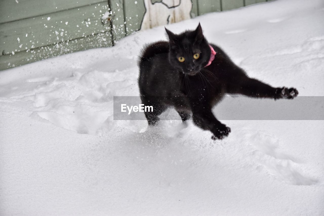 PORTRAIT OF BLACK CAT OUTDOORS