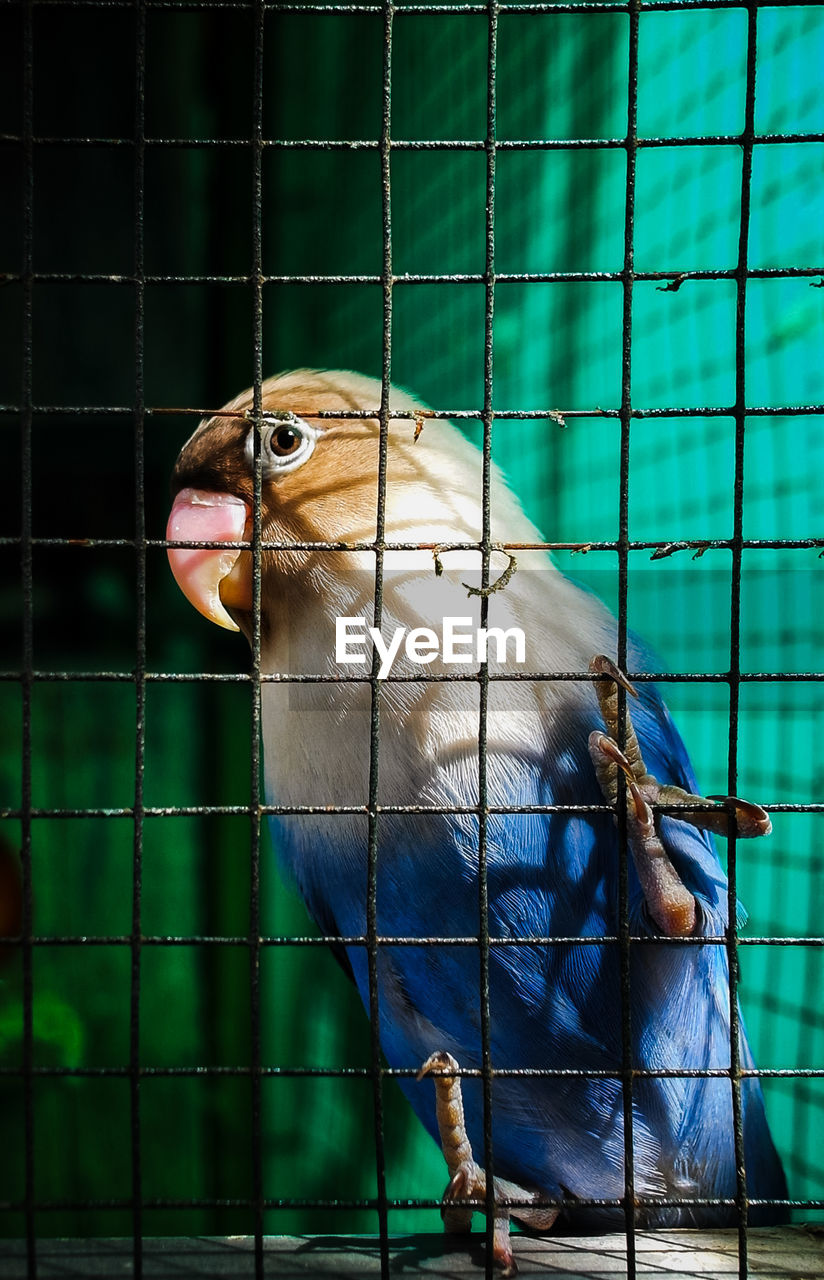 Close-up of bird perching in cage