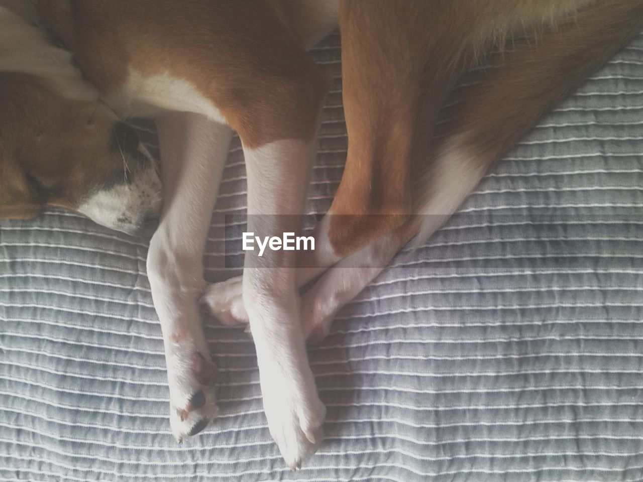 Directly above shot of dog sleeping on bed