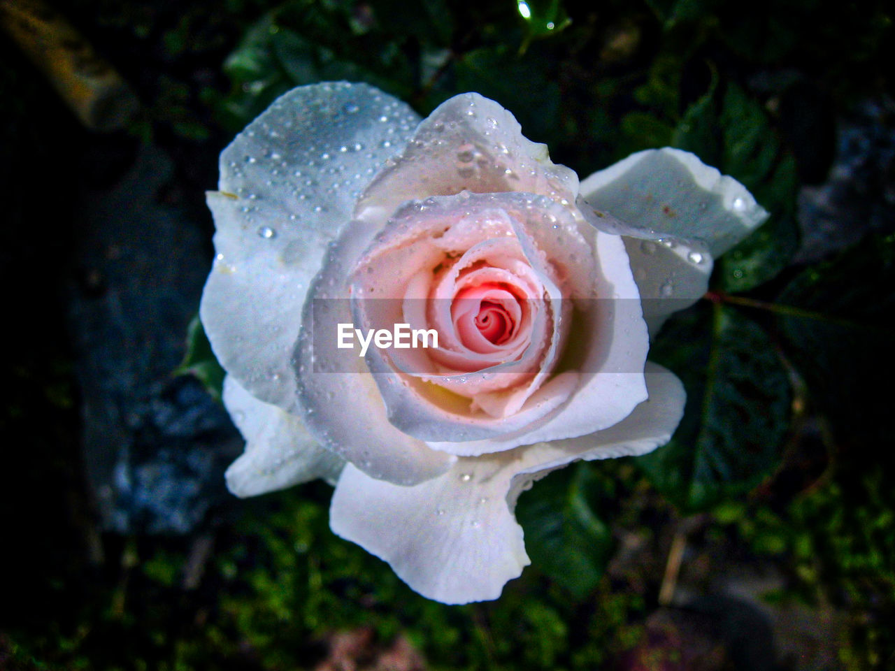 CLOSE-UP OF ROSE BLOOMING OUTDOORS