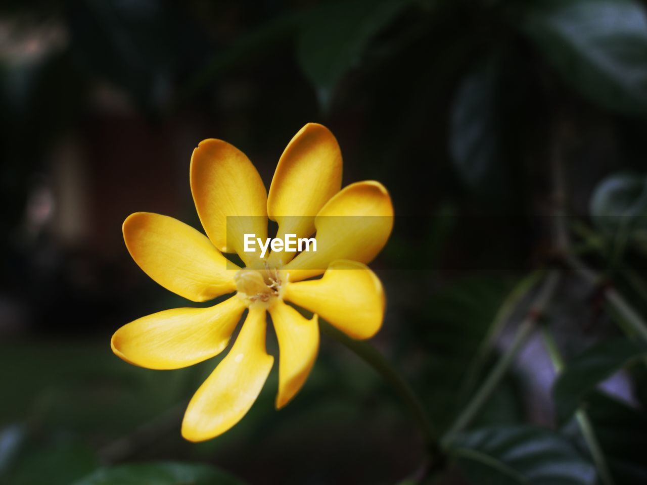 CLOSE-UP OF YELLOW FLOWERING PLANTS