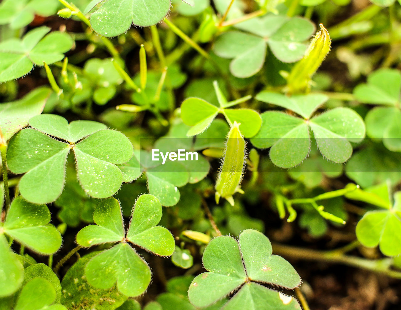 Close-up of green leaves