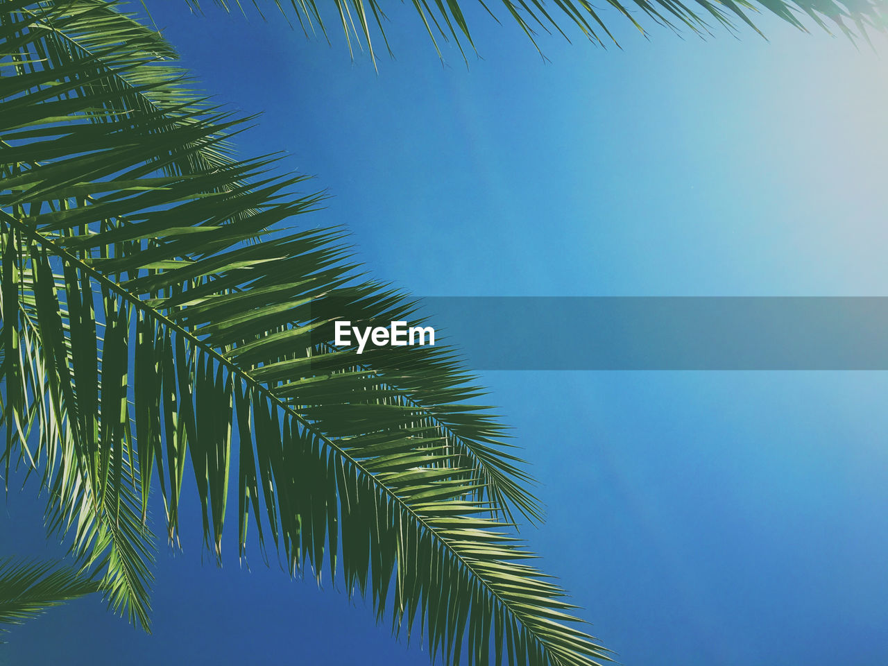 low angle view of palm tree against clear sky