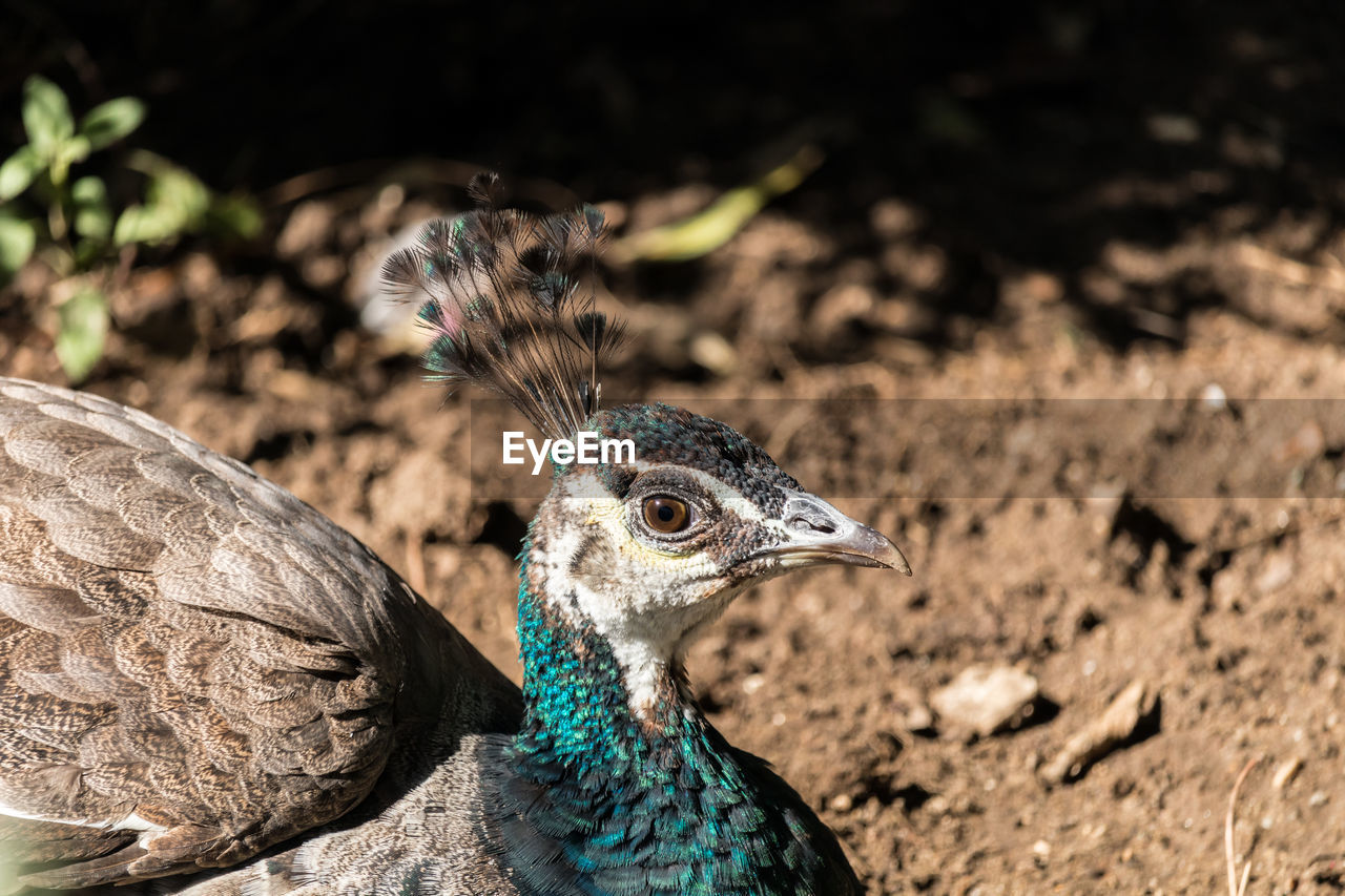 Close-up of a peacock