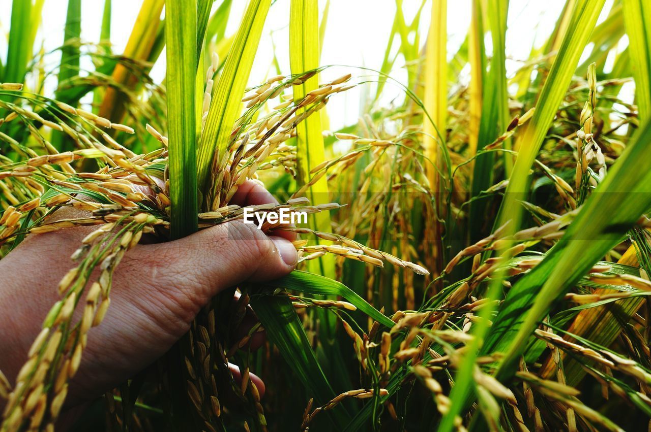 Cropped hand holding rice crops in farm