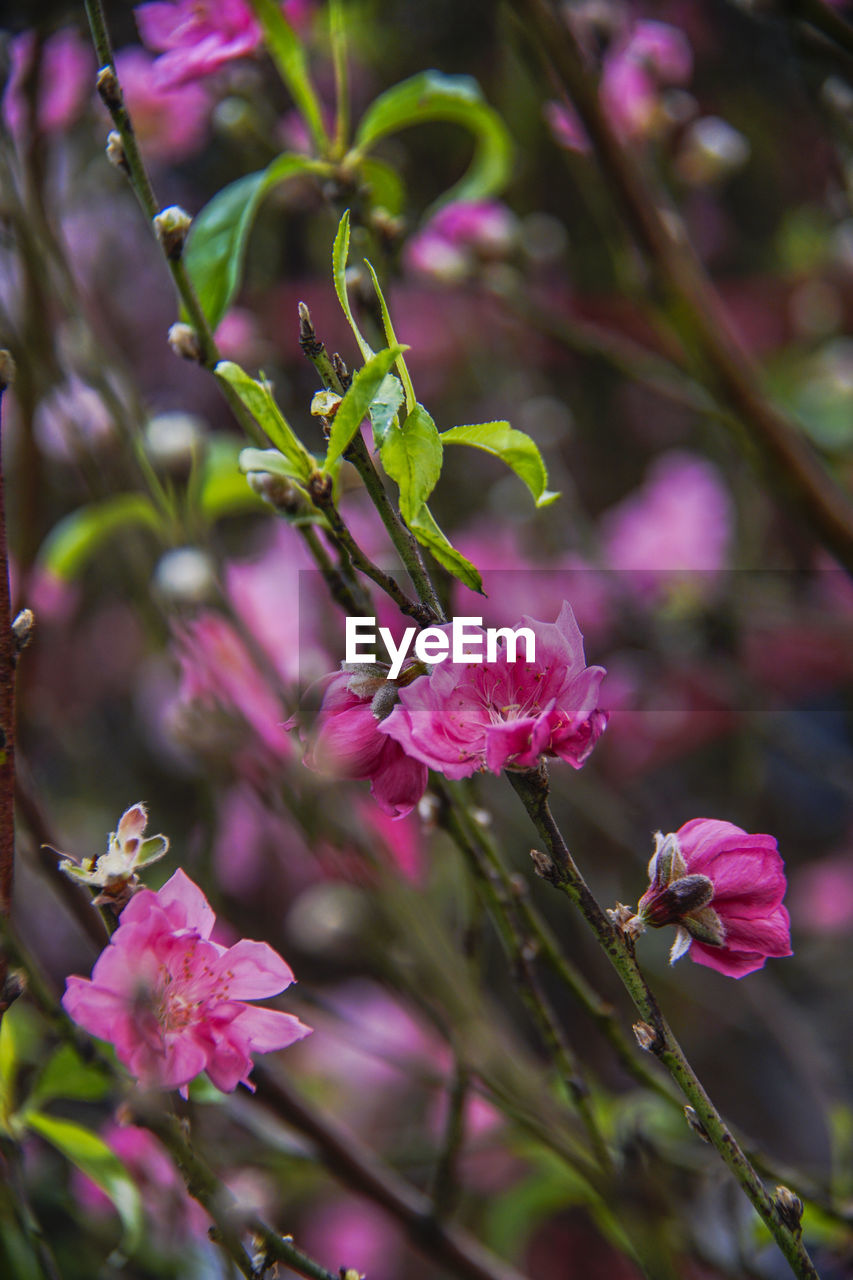 CLOSE-UP OF PINK ROSE FLOWERS