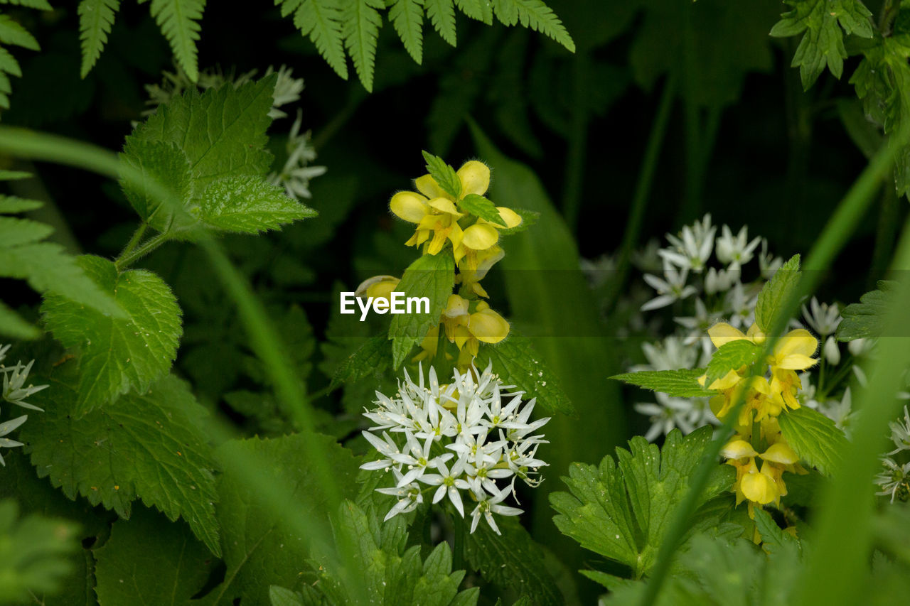 CLOSE-UP OF WHITE FLOWERING PLANTS