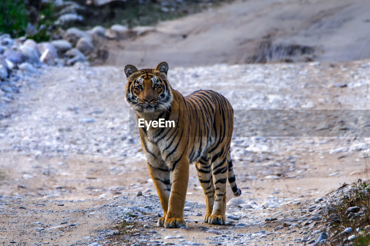 Portrait of a tigress