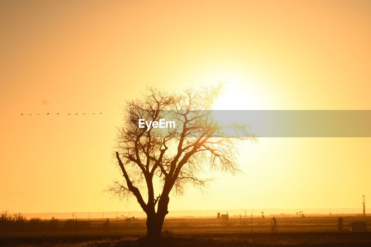 Silhouette tree against sky during sunset