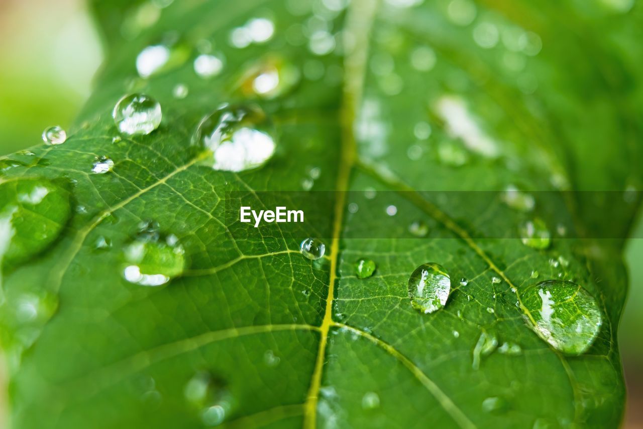 Macro closeup of beautiful fresh green leaf with drop of water after the rain in morning sunlight