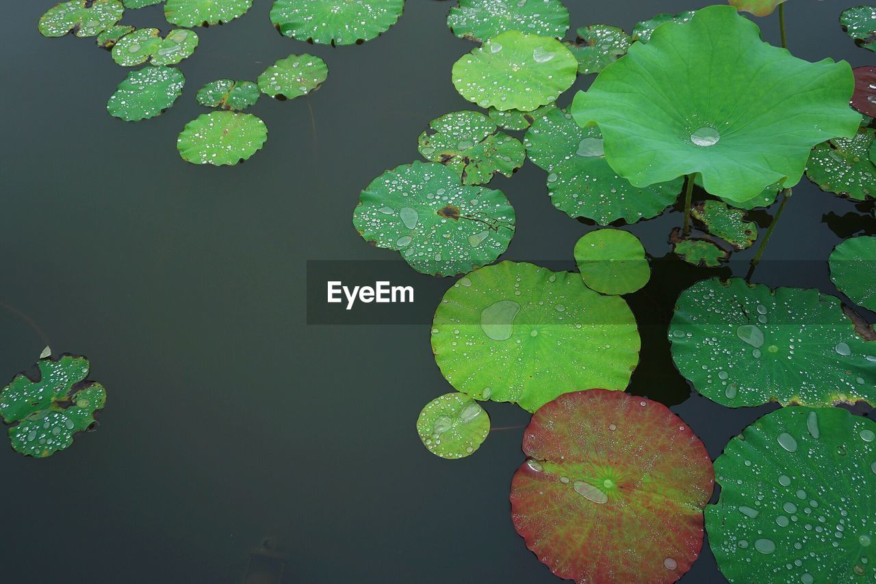 High angle view of raindrops on leaves floating on lake