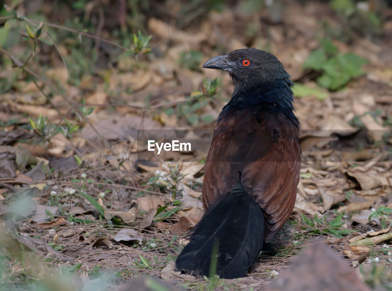 animal themes, animal, animal wildlife, bird, wildlife, one animal, nature, blackbird, beak, no people, land, full length, outdoors, black, plant