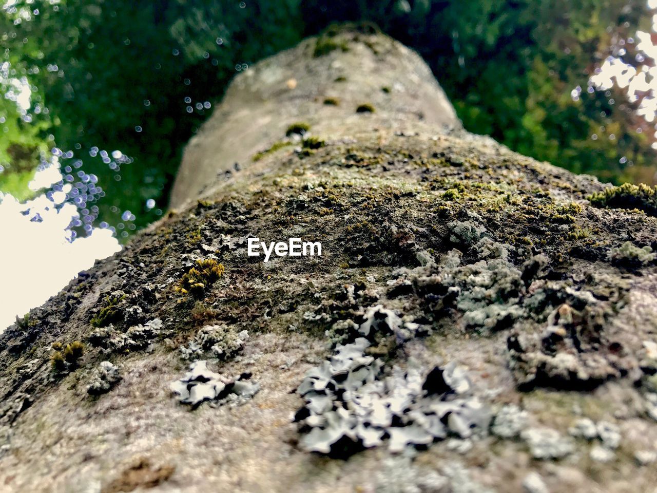 CLOSE-UP OF MOSS ON TREE TRUNK