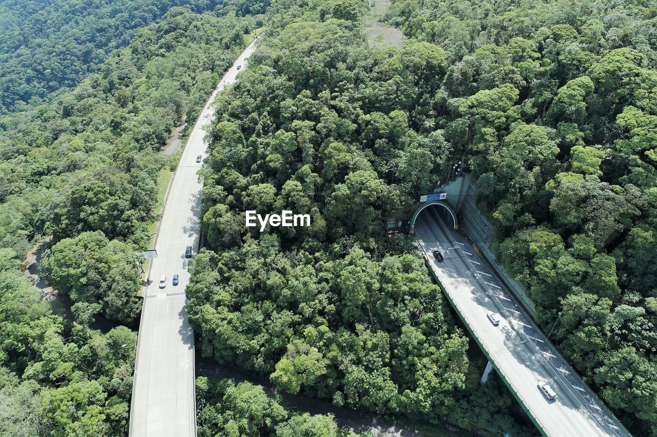 High angle view of trees in forest