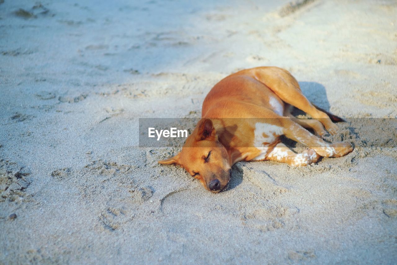 HIGH ANGLE VIEW OF A DOG ON SAND