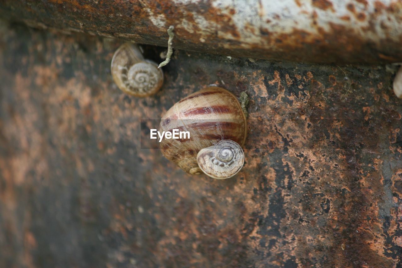 Close-up of snail