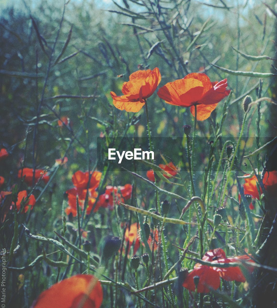 CLOSE-UP OF ORANGE POPPY FLOWERS IN FIELD