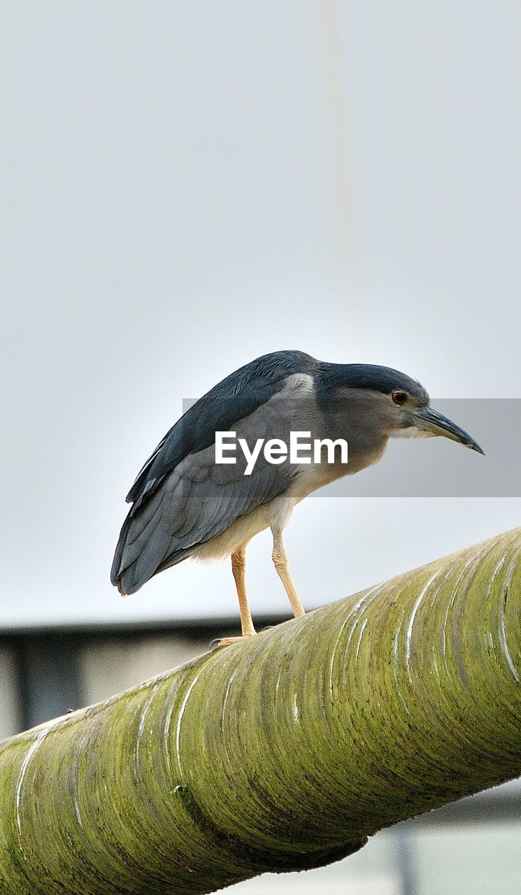 Low angle view of black crowned night heron perching on pipe