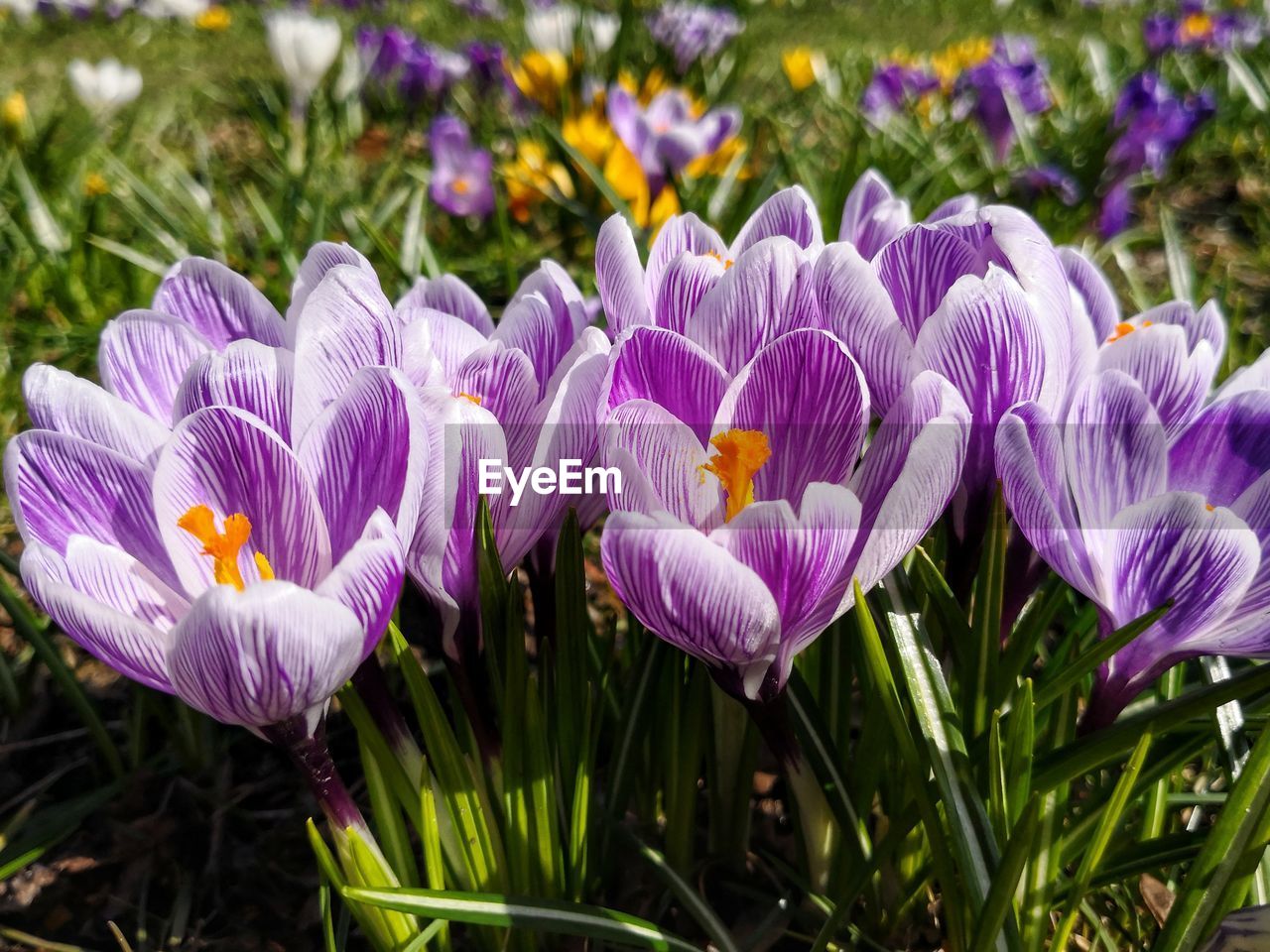 CLOSE-UP OF PURPLE CROCUS FLOWERS IN FIELD