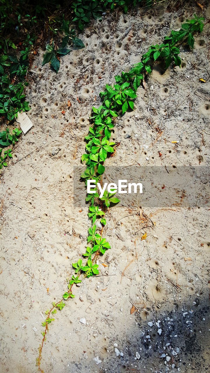 HIGH ANGLE VIEW OF PLANTS GROWING ON TREE