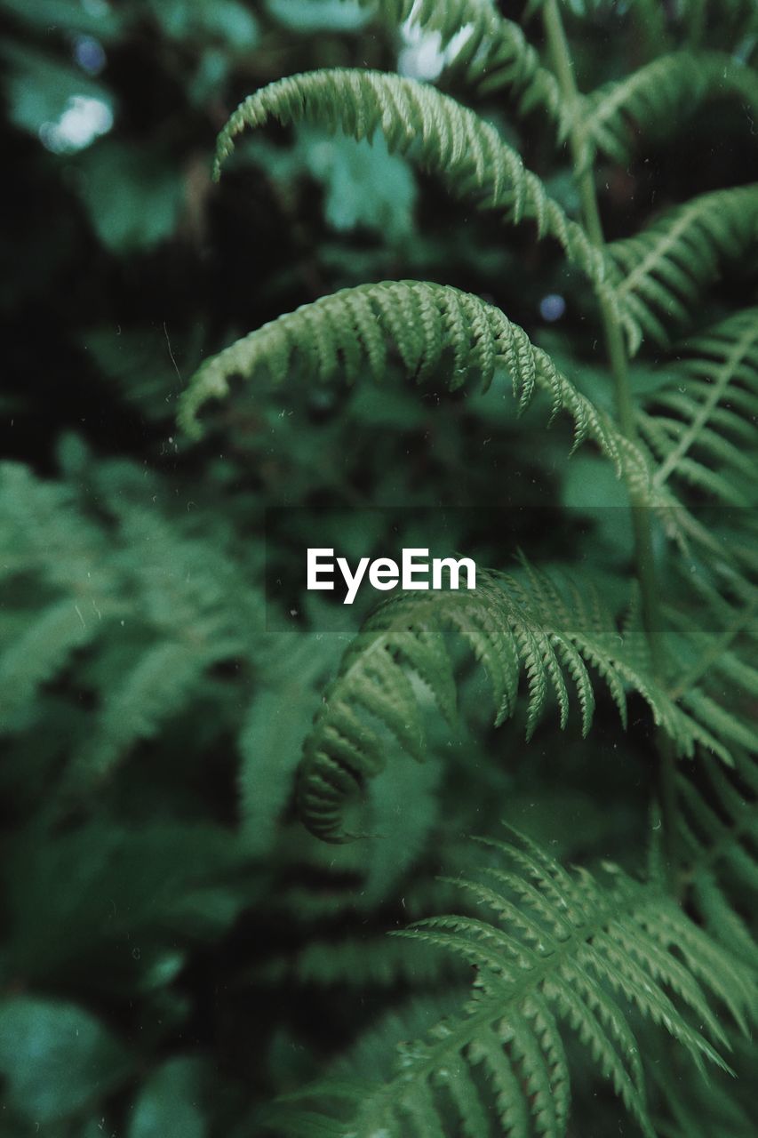 Green fern in the forest 