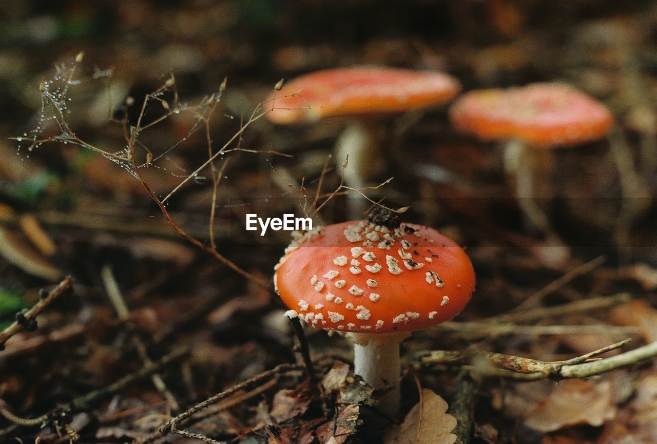 Poisonous fly agaric, shot onto 35mm colour film, 28.10.2020