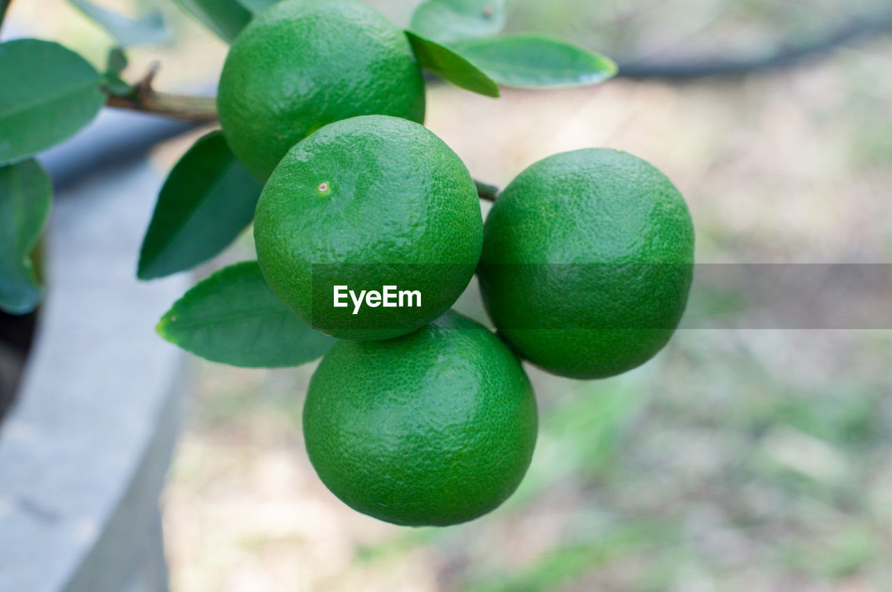 CLOSE-UP OF GREEN FRUITS