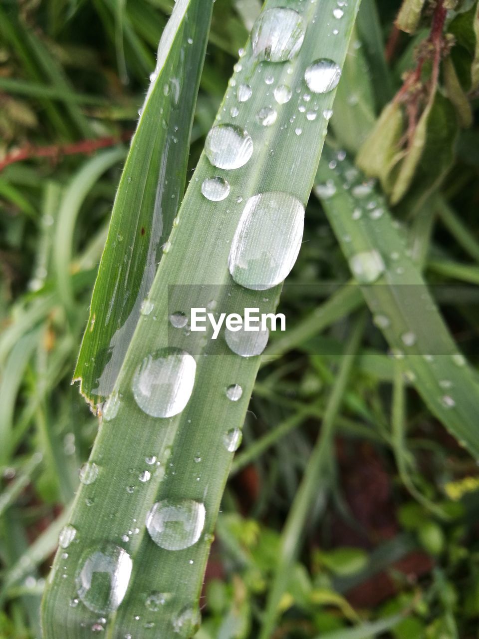 CLOSE-UP OF WATER DROPS ON PLANT