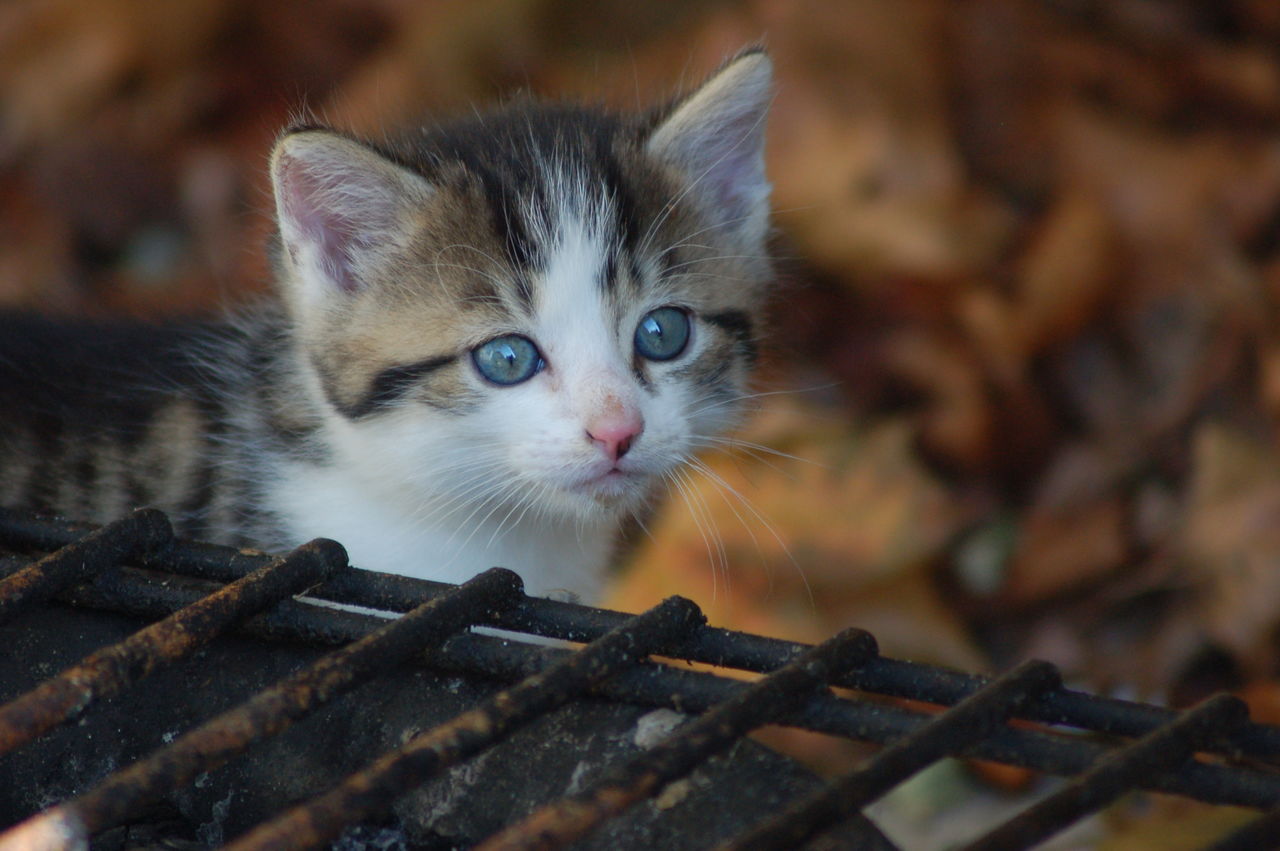 Close-up of kitten looking away