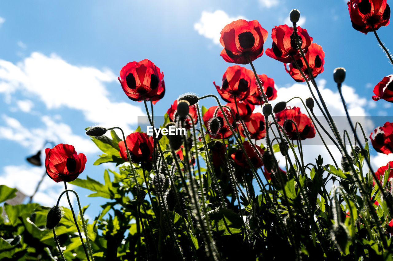 Close-up of poppy flowers blooming on field