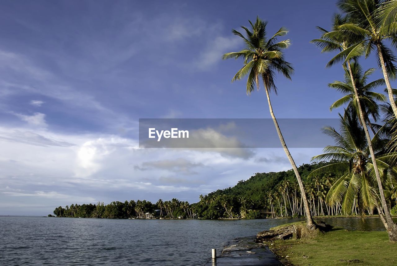 PALM TREES BY SEA AGAINST SKY