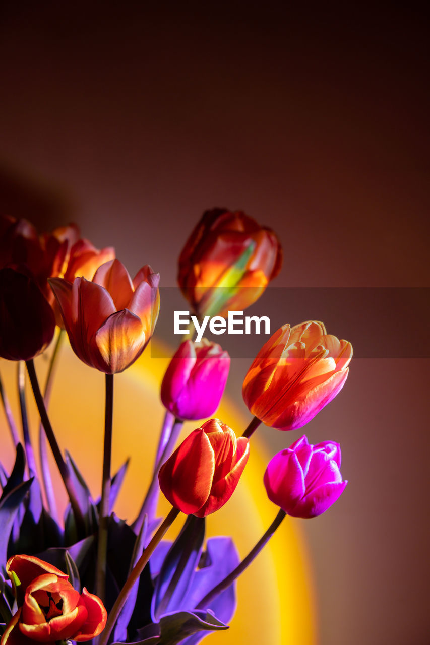 flower, flowering plant, plant, beauty in nature, freshness, yellow, nature, close-up, petal, macro photography, no people, multi colored, fragility, flower head, studio shot, inflorescence, tulip, pink, growth, purple, red, vibrant color, indoors, colored background, flower arrangement, celebration