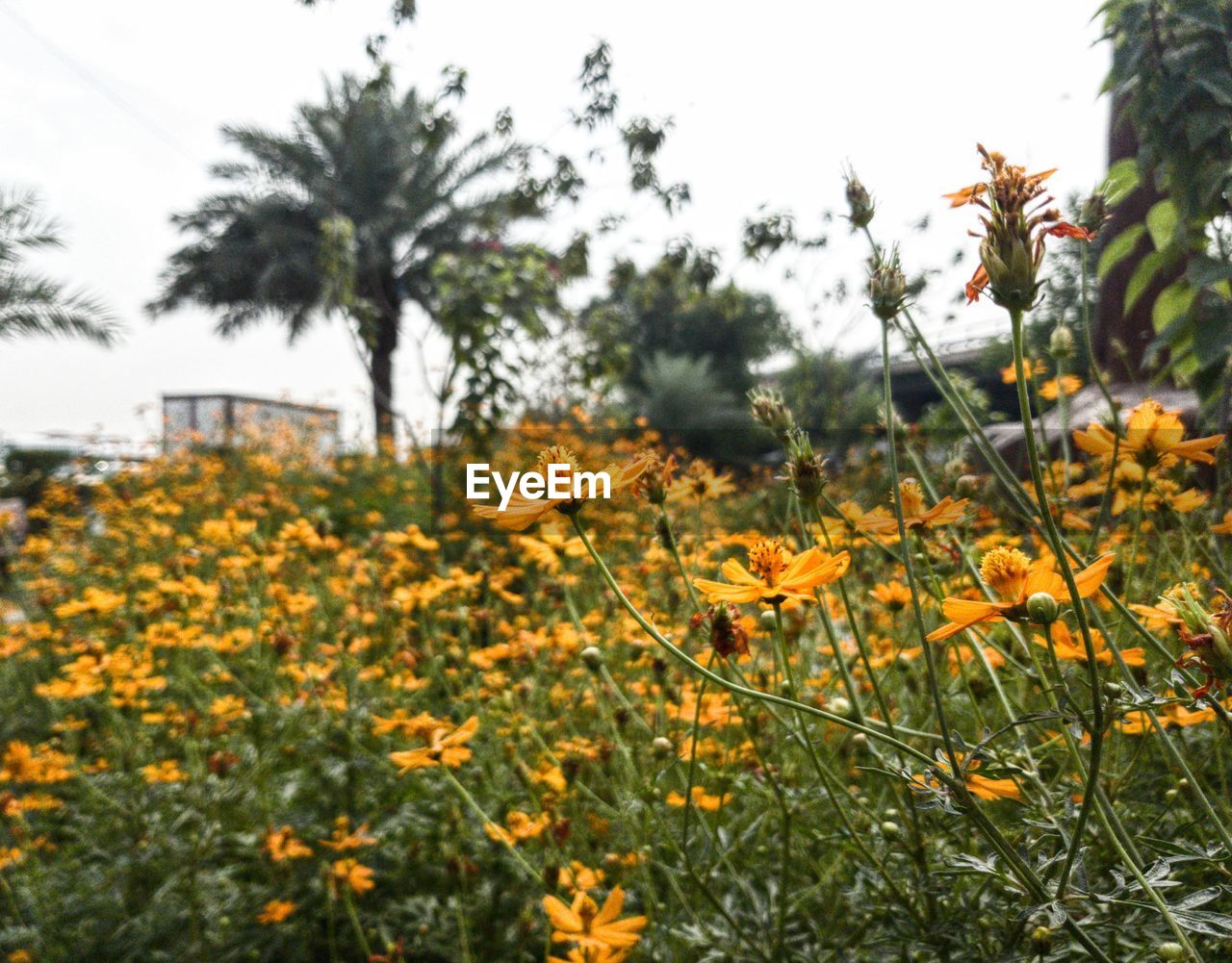 Close-up of yellow flowering plants on field