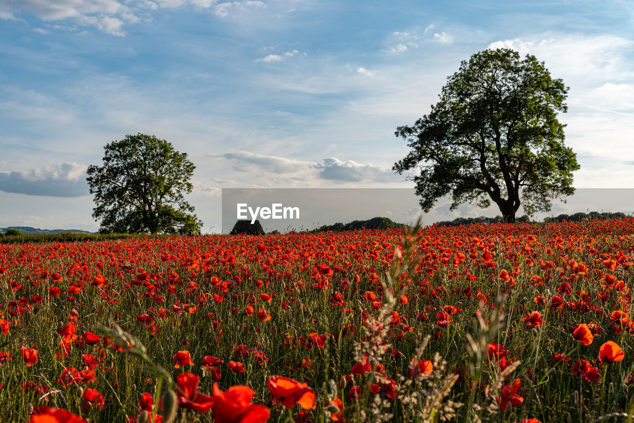 RED POPPY FLOWERS GROWING ON FIELD