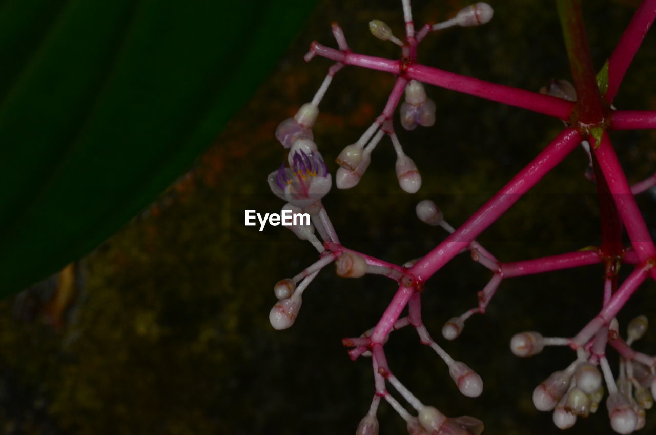 CLOSE-UP OF FLOWERS ON BRANCH