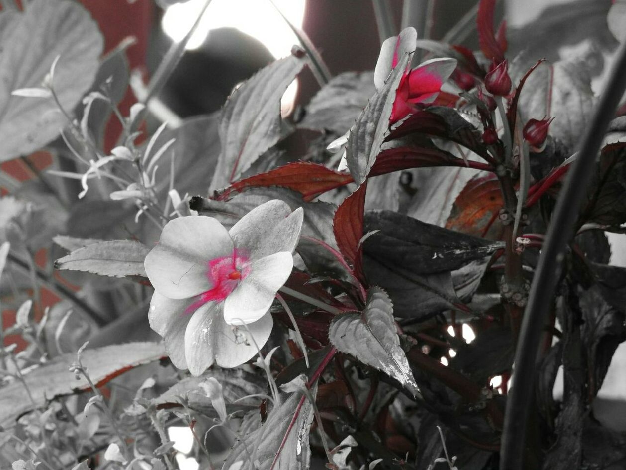 CLOSE-UP OF FLOWERS AND LEAVES