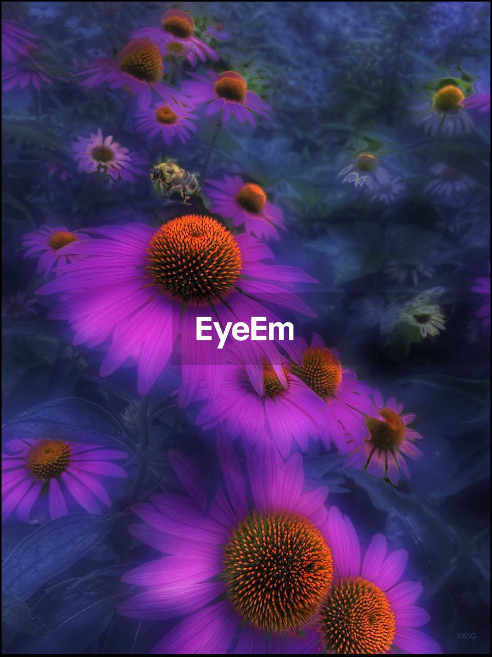 Close-up of purple flowering plants in park