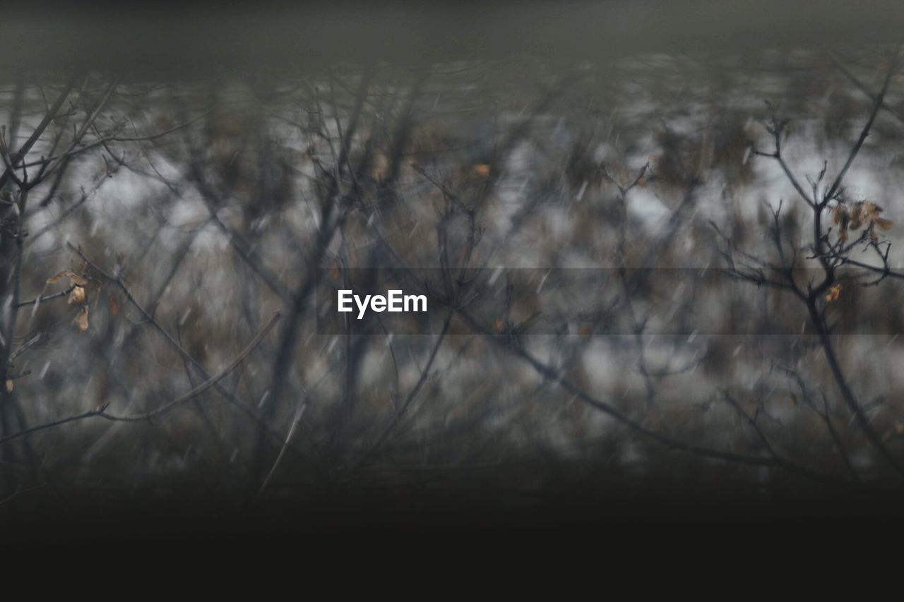 BARE TREES IN WINTER