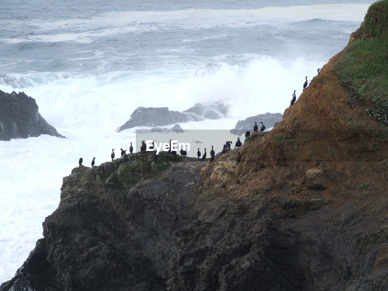 Birds lined up on upper california coast outcroping