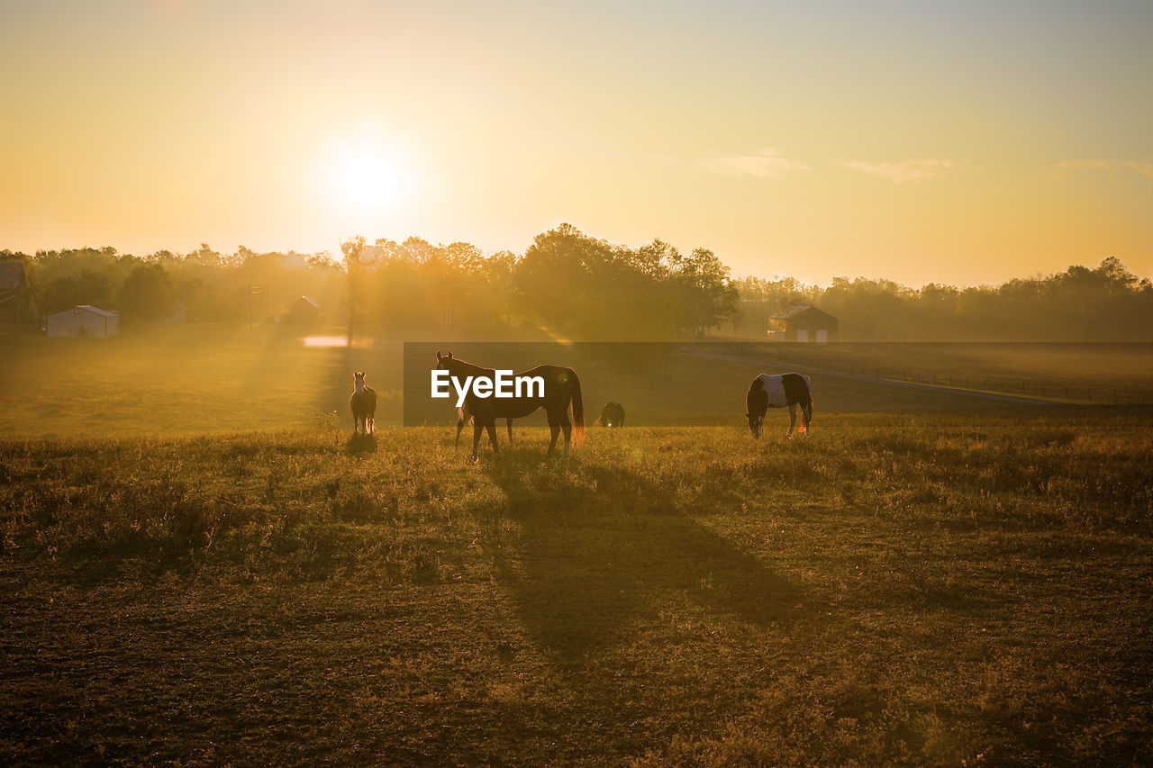 Sunrise over horses in a field in kentucky.