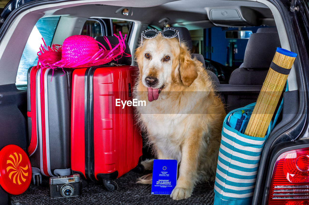 DOG SITTING BY CAR