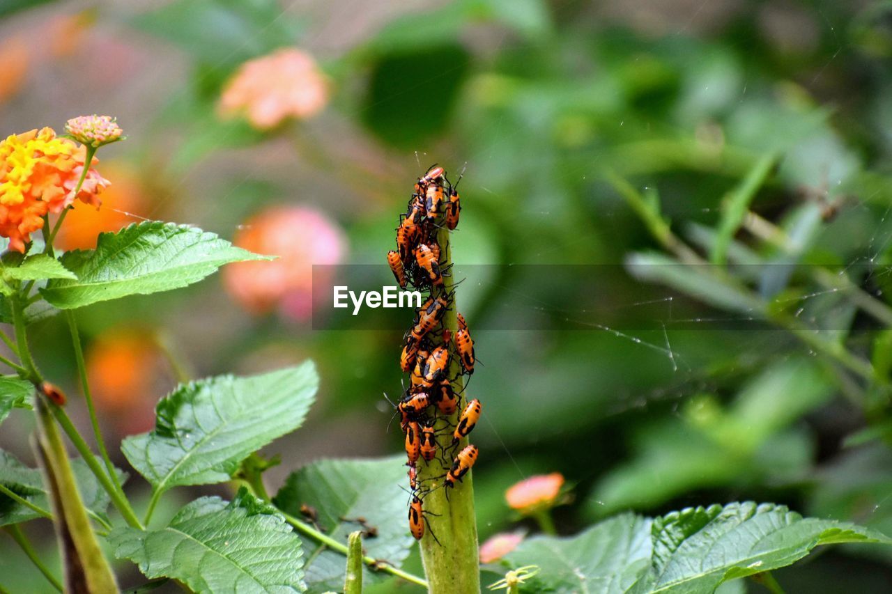 Orange and black bugs on butterfly plant.