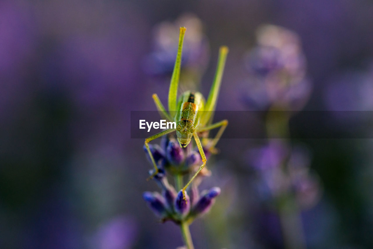 CLOSE-UP OF PURPLE FLOWER