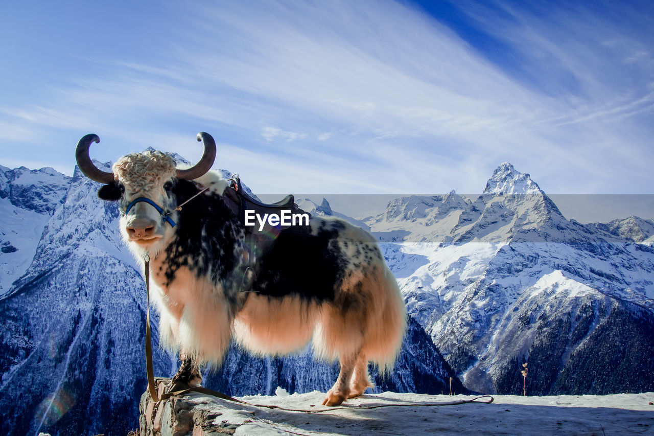 VIEW OF A HORSE ON SNOW