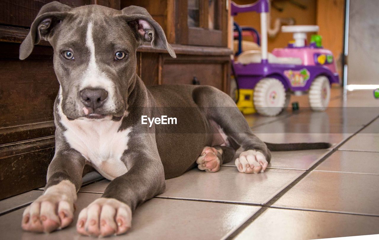 PORTRAIT OF DOG SITTING ON TILED FLOOR