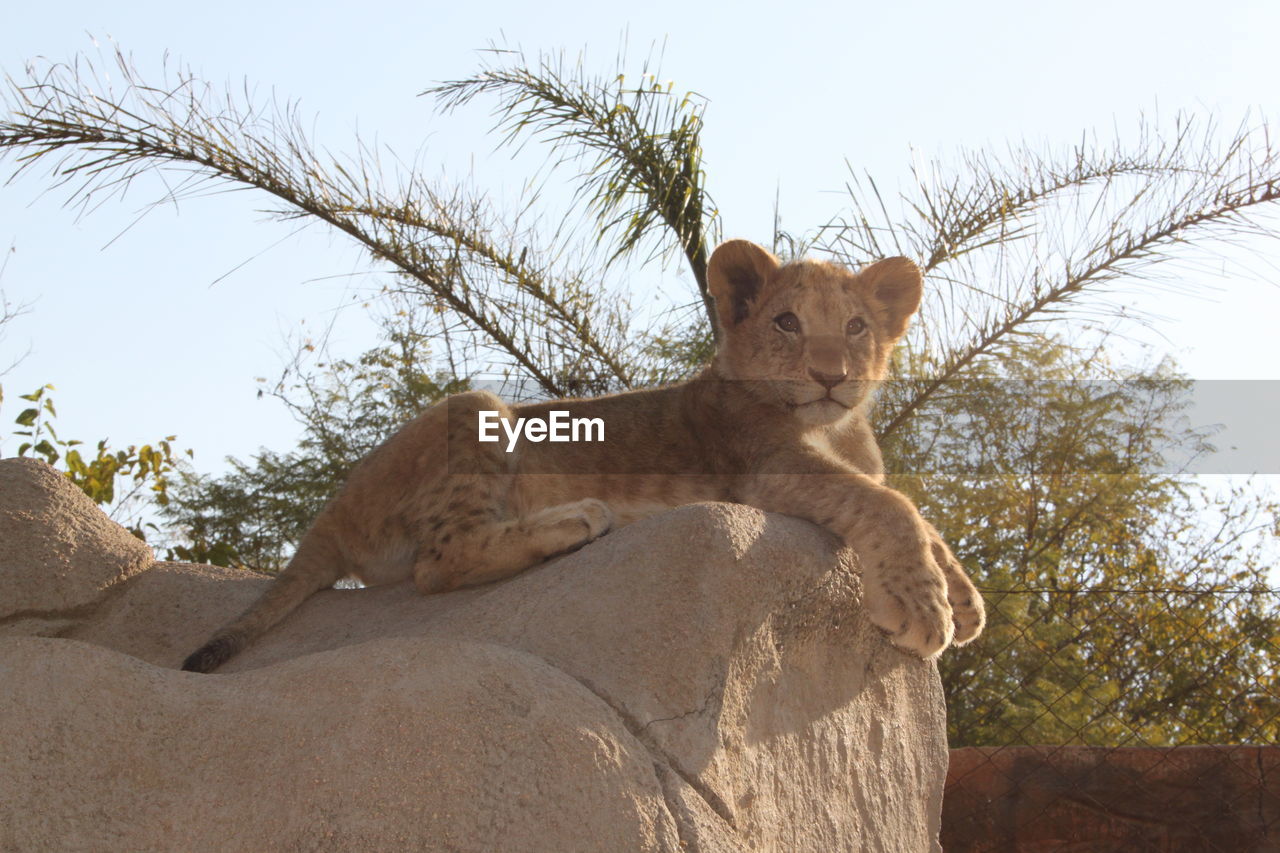 Close-up of lion cub sitting on rock at zoo