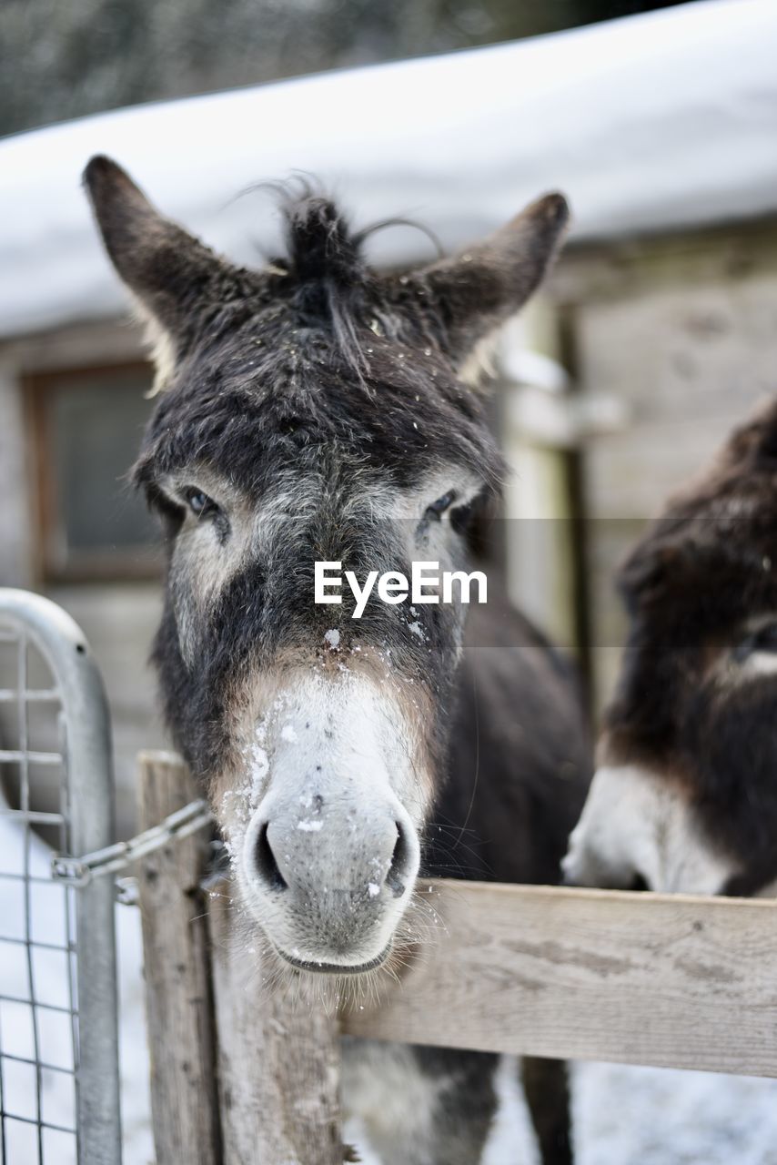 Close-up portrait of a donkey in ranch