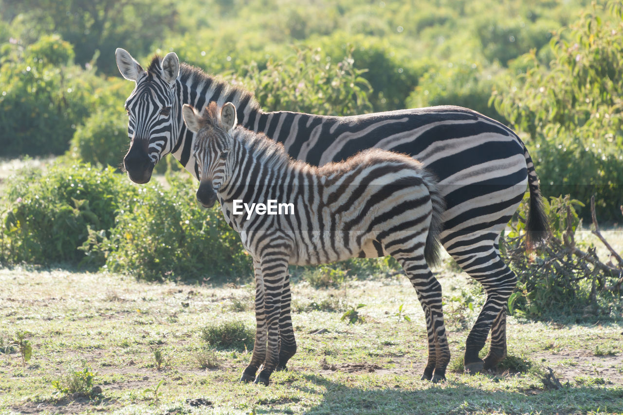 ZEBRAS STANDING ON GRASSY FIELD