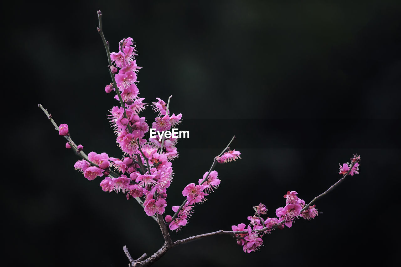 CLOSE-UP OF PINK CHERRY BLOSSOM