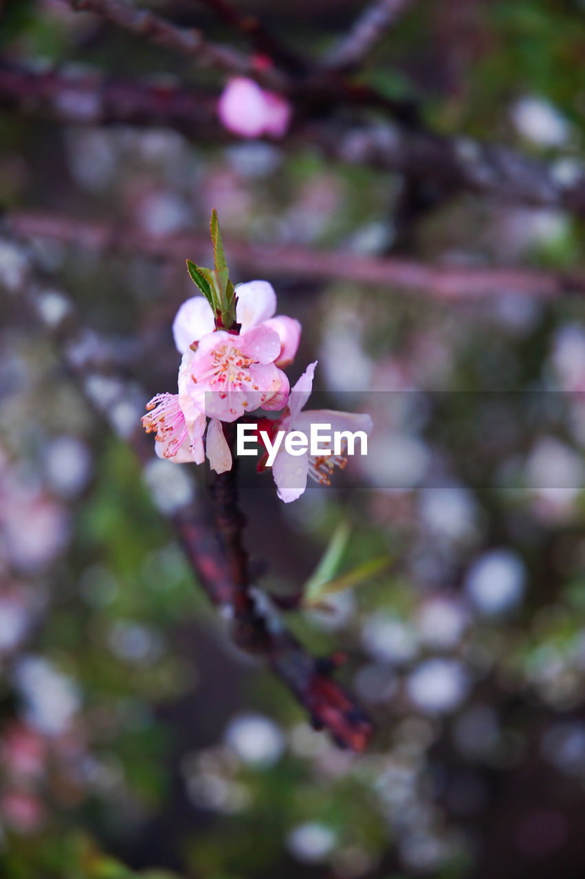 CLOSE-UP OF PINK CHERRY BLOSSOM OUTDOORS